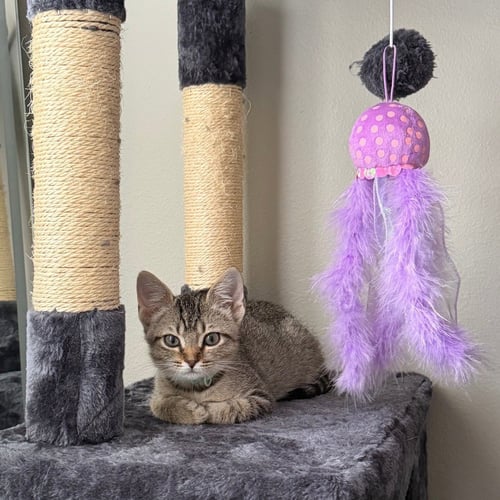 BRIE - Domestic Short Hair available for adoption