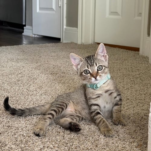 BRIE - Domestic Short Hair available for adoption