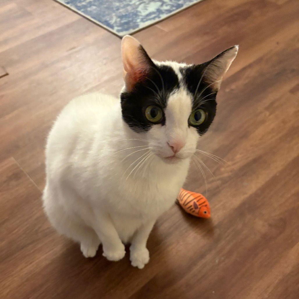 MAX XVIII (NEW DIGS) - Domestic Short Hair available for adoption