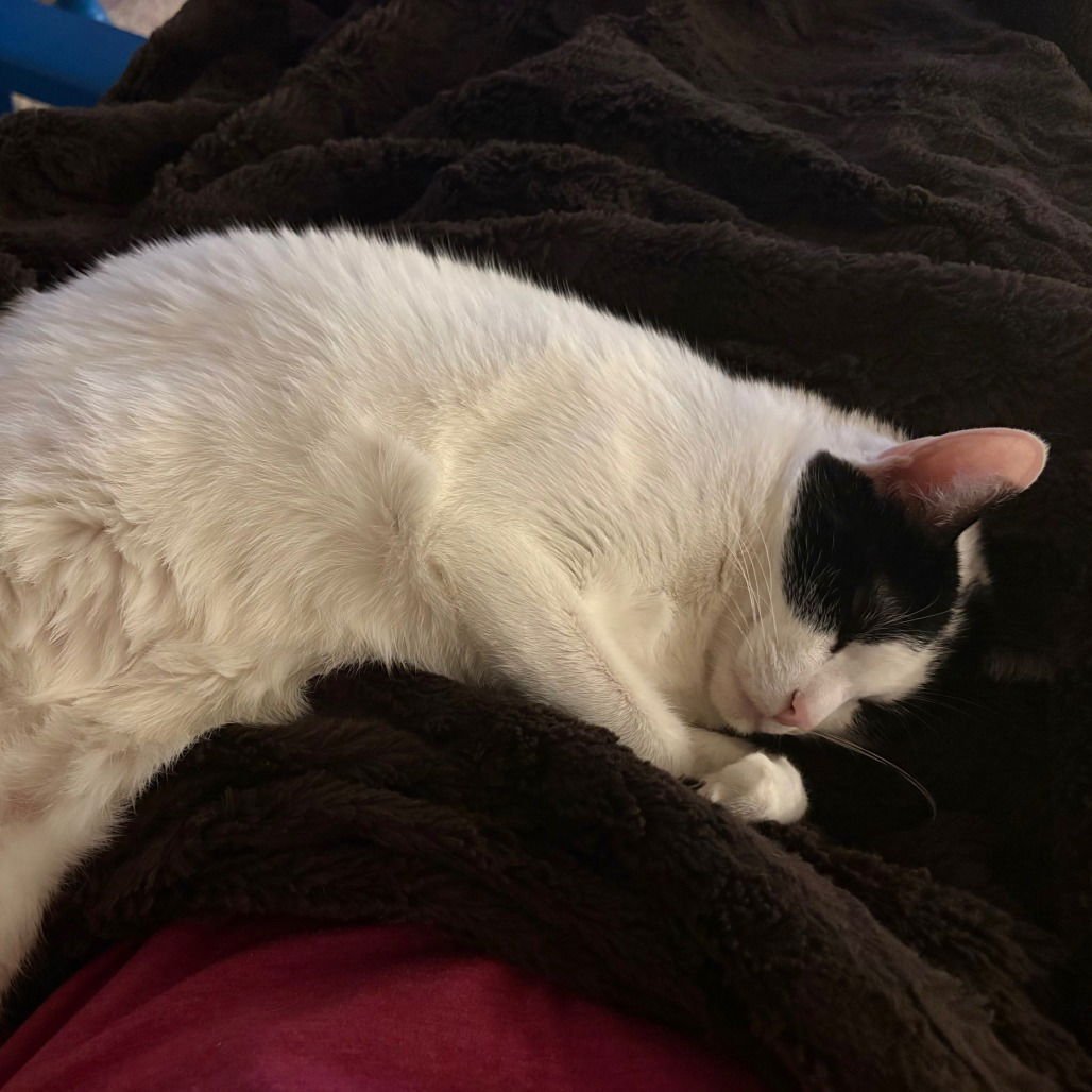 MAX XVIII (NEW DIGS) - Domestic Short Hair available for adoption