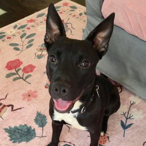 CALLISTA - Terrier available for adoption