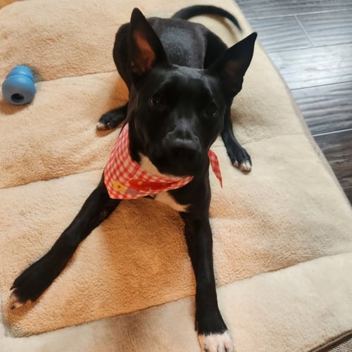 CALLISTA - Terrier available for adoption