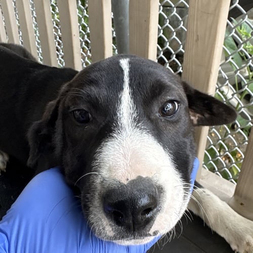 WHISKEY - Terrier available for adoption