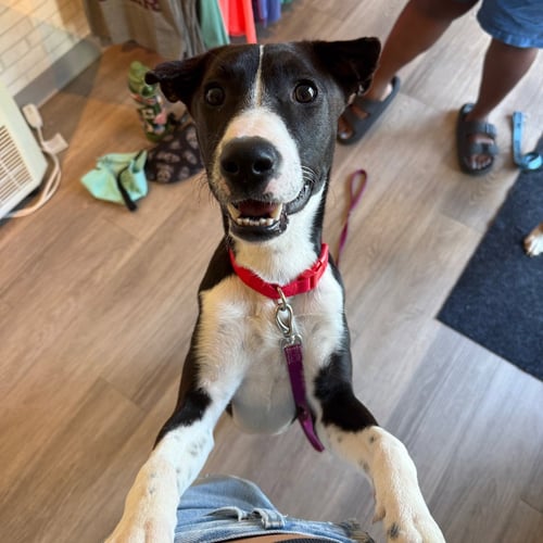 WHISKEY - Terrier available for adoption
