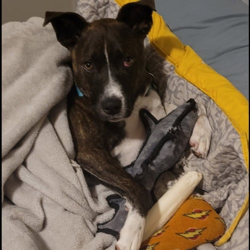 JACK BARKLEY - Pit Bull Terrier available for adoption