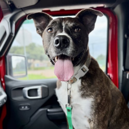 JACK BARKLEY - Pit Bull Terrier for adoption in Richardson