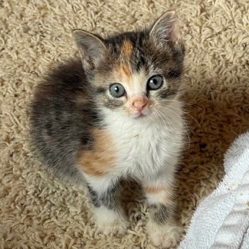 BRIE - Domestic Short Hair available for adoption
