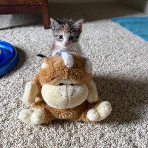 BRIE - Domestic Short Hair available for adoption