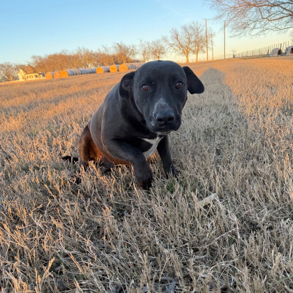 Tux III (New Digs) - Photo 4