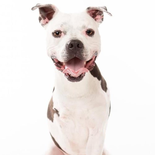 BRIAN - Pit Bull Terrier for adoption in Richardson