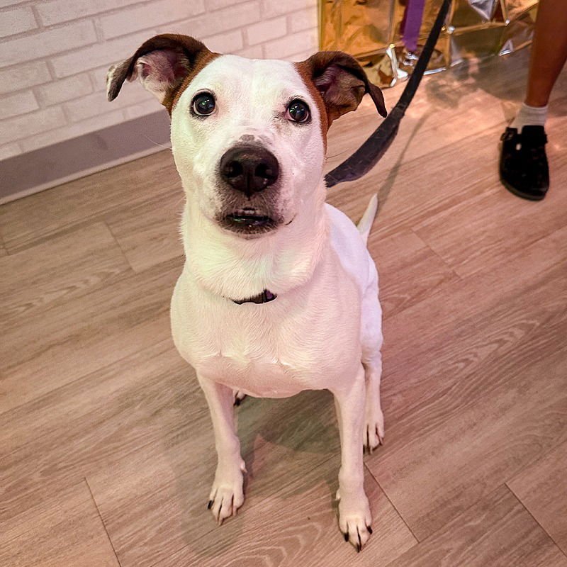 ANGEL III (NEW DIGS) - Coonhound available for adoption