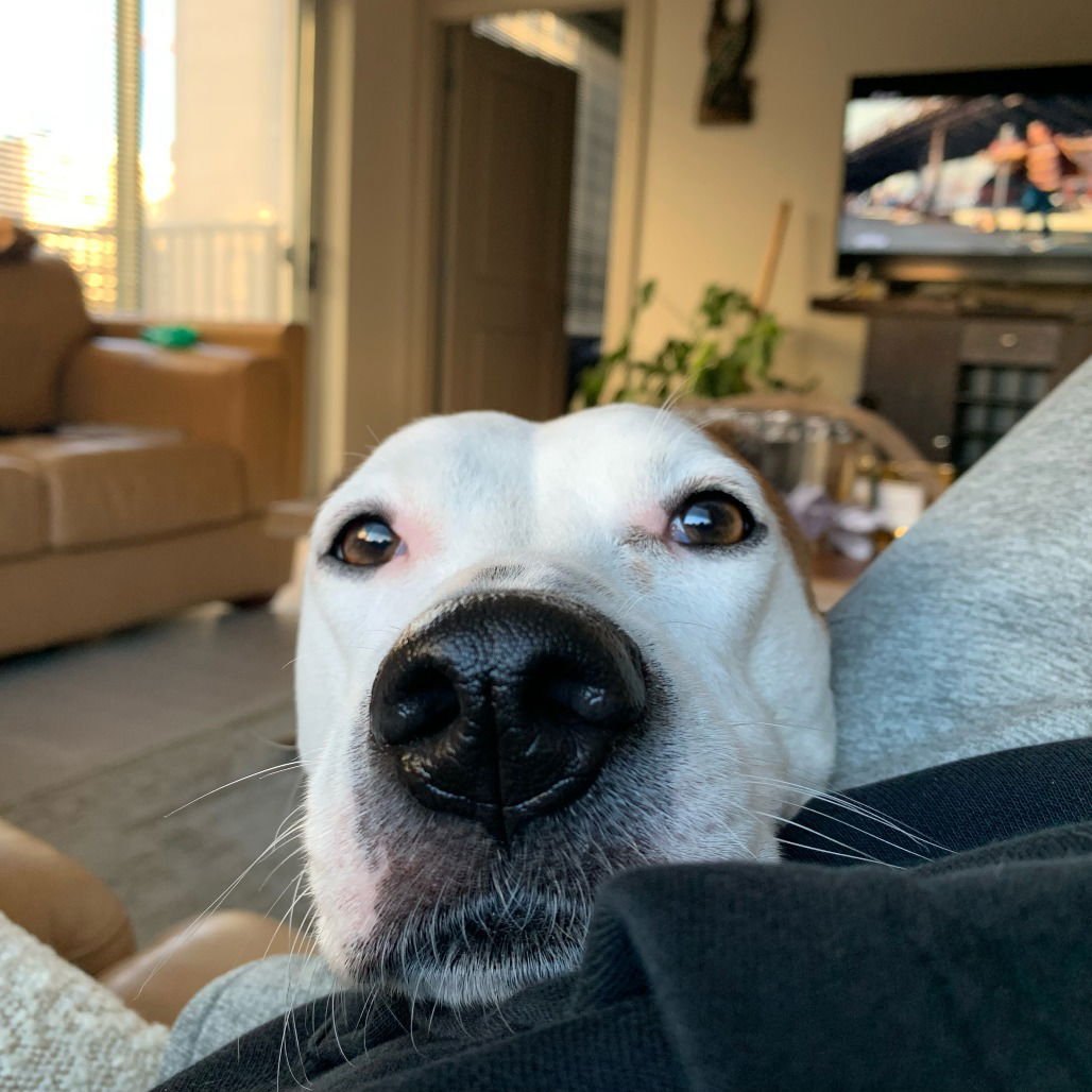 ANGEL III (NEW DIGS) - Coonhound available for adoption