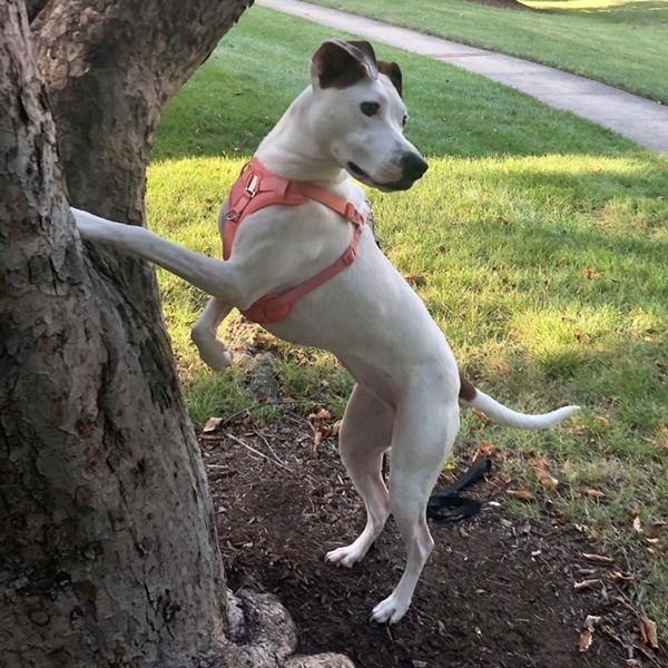 Angel III (New Digs) - Photo 3