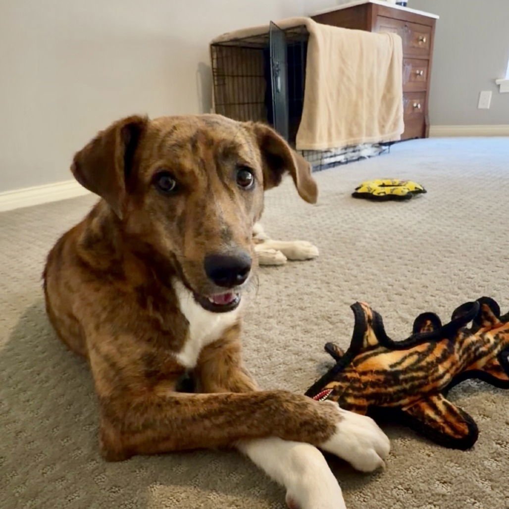 KATY PERRY - Terrier available for adoption