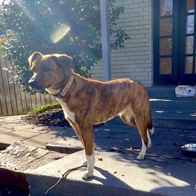 KATY PERRY - Terrier available for adoption