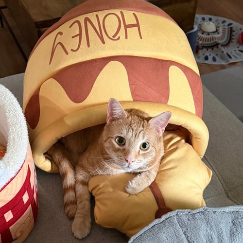 XANDER - Domestic Short Hair available for adoption