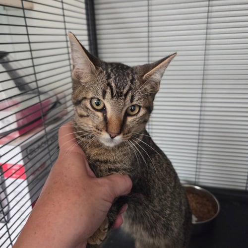 CHAD - Domestic Short Hair for adoption in Denton