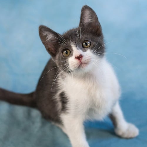 OZZY - Domestic Short Hair for adoption in Carrollton