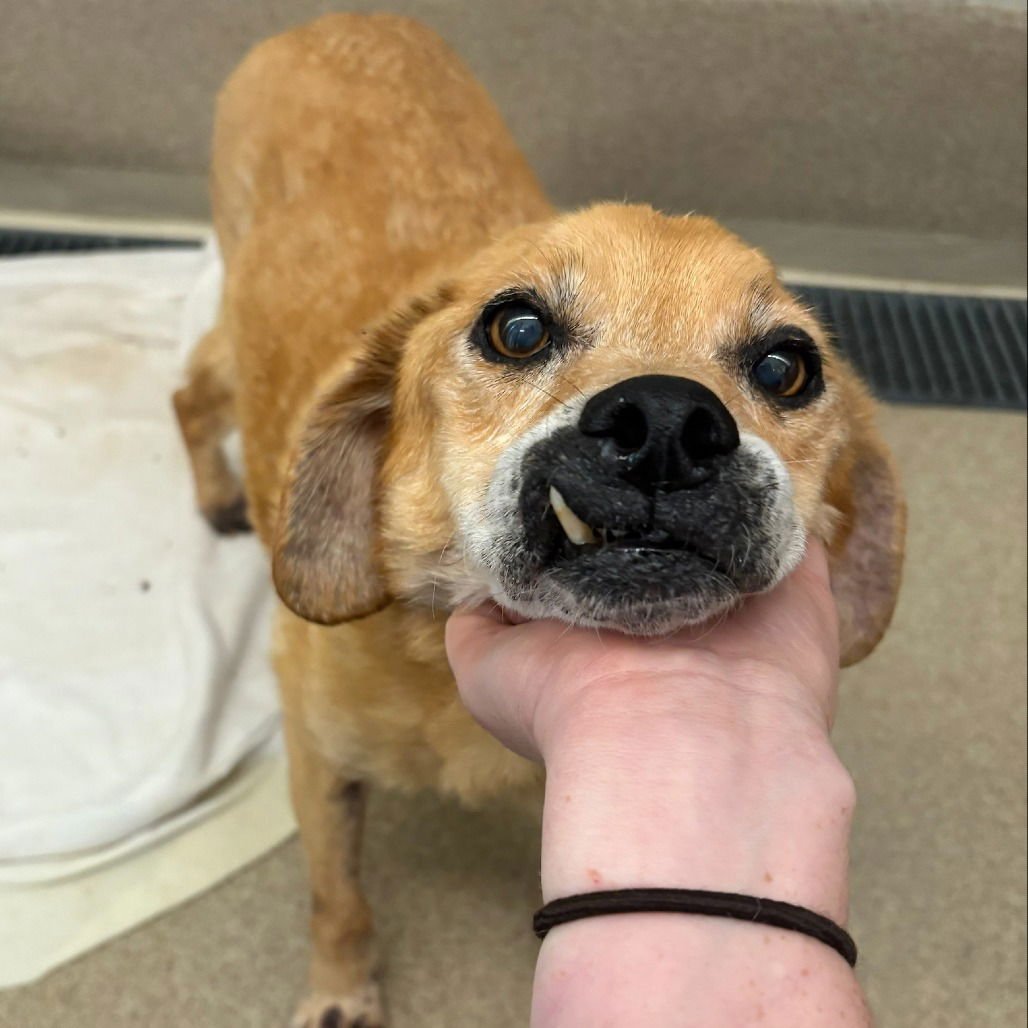 MOLLY - Beagle available for adoption