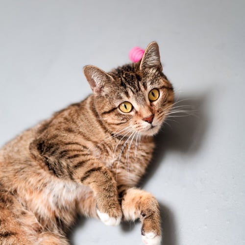 CLOVER - Domestic Short Hair for adoption in Carrollton