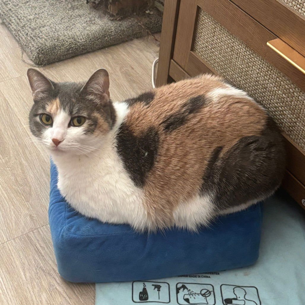 WILLOW VII (NEW DIGS) - Domestic Short Hair available for adoption