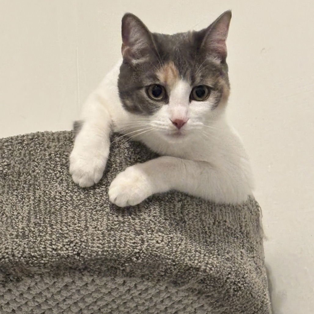 WILLOW VII (NEW DIGS) - Domestic Short Hair available for adoption