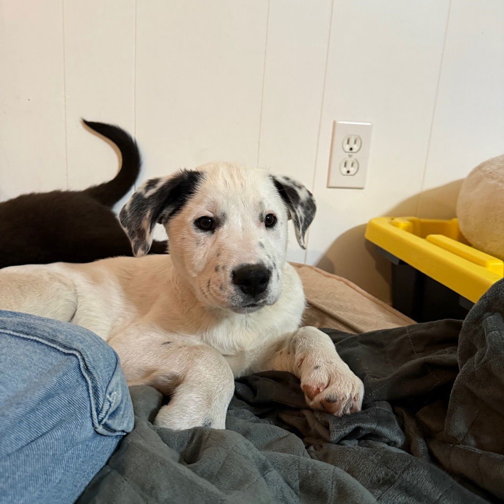 ROWAN - Terrier available for adoption