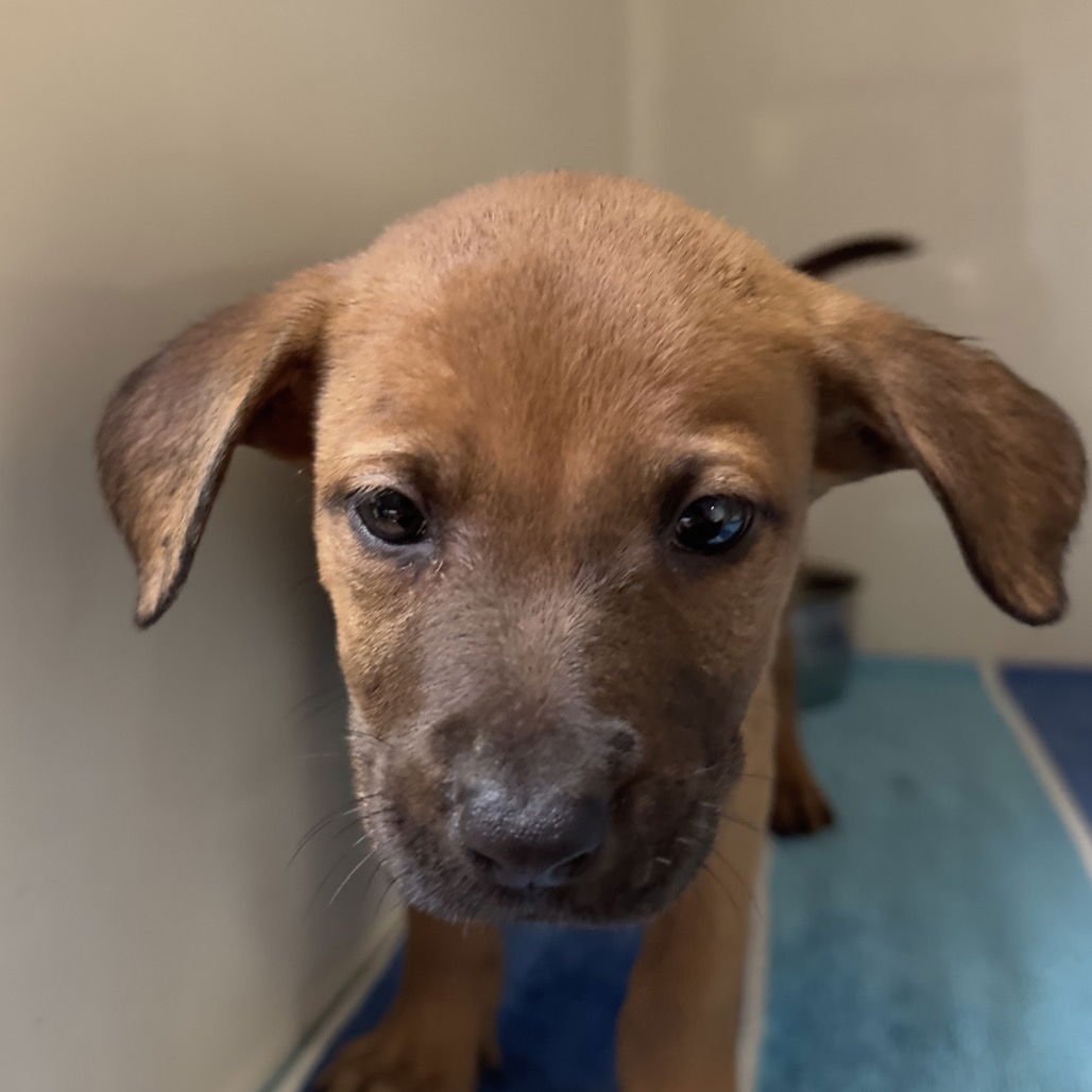 SEQUOIA - Terrier available for adoption