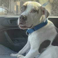 Dash - Photo 2