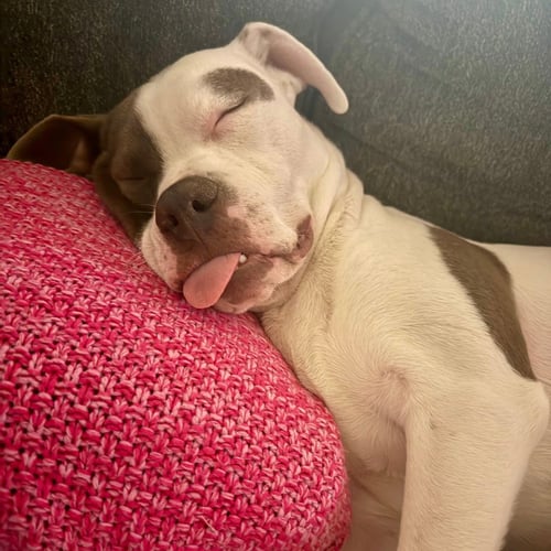 DASH - Terrier available for adoption