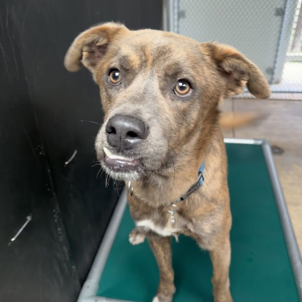 GOOSE - Terrier available for adoption