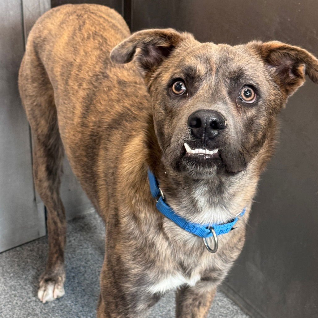 GOOSE - Terrier available for adoption