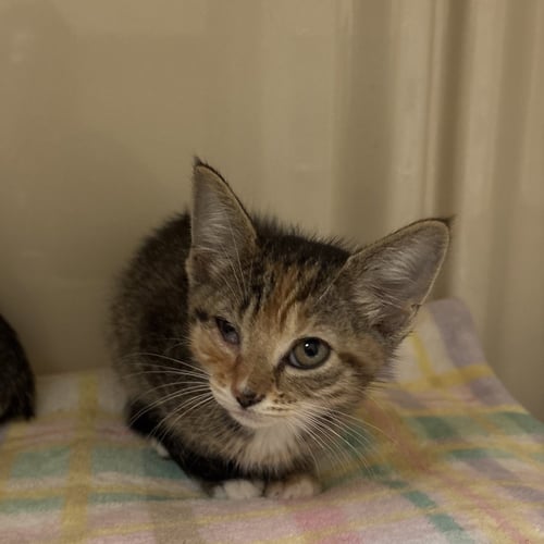 CAPPUCCINO - Domestic Short Hair available for adoption