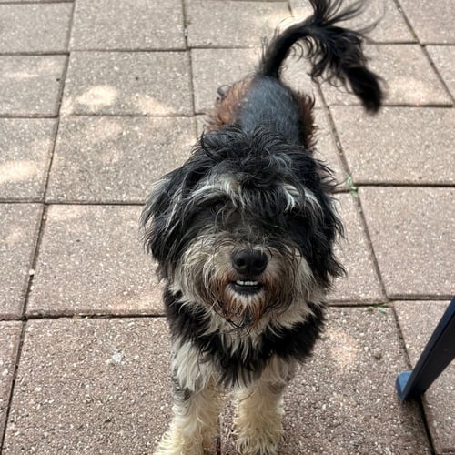SIDE QUEST - Terrier available for adoption