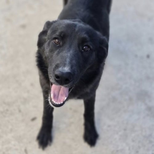 HARRIET - Black Labrador Retriever available for adoption