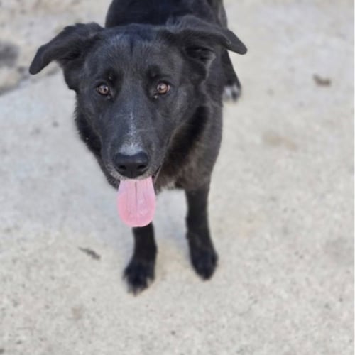 HARRIET - Black Labrador Retriever available for adoption
