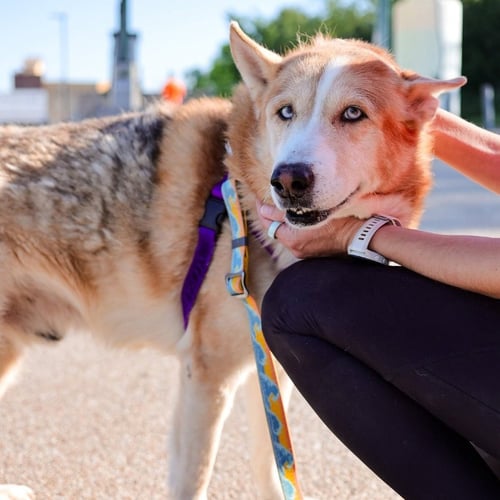 KNOX - Shepherd for adoption in Richardson
