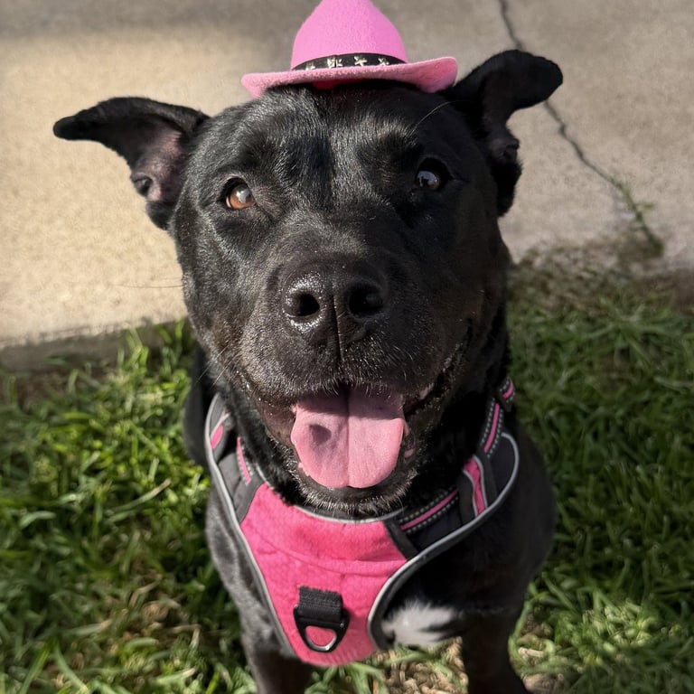 Bella Image