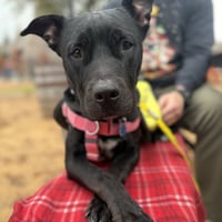 Bella - Photo 3