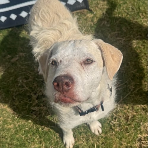 MIA VI (NEW DIGS) - Terrier available for adoption