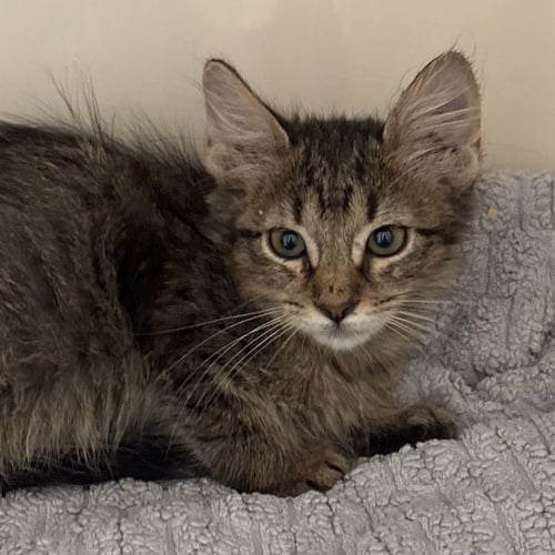 HAZE - Domestic Short Hair available for adoption