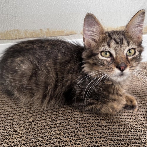 HAZE - Domestic Short Hair available for adoption