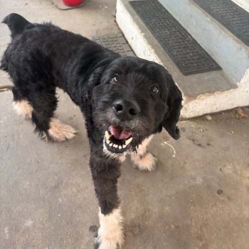 BALSAMIC - Terrier available for adoption