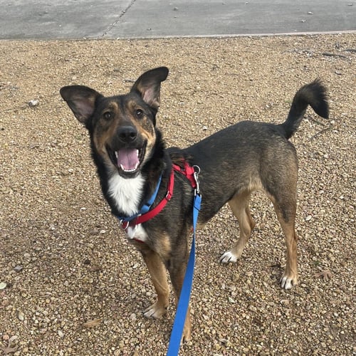 STELLA XV (NEW DIGS) - German Shepherd Dog available for adoption