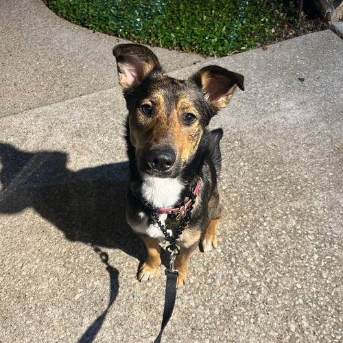 STELLA XV (NEW DIGS) - German Shepherd Dog available for adoption