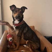 Stella XV (New Digs) - Photo 3