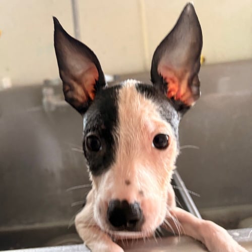 BIANCA - Terrier available for adoption