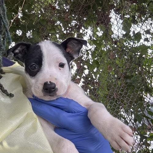 BIANCA - Terrier available for adoption