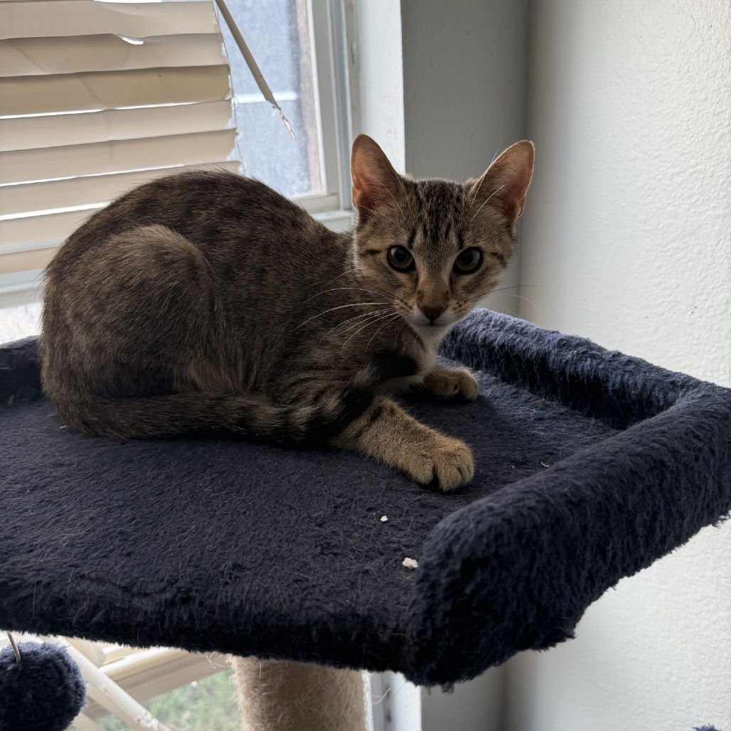 ROGUE - Domestic Short Hair available for adoption