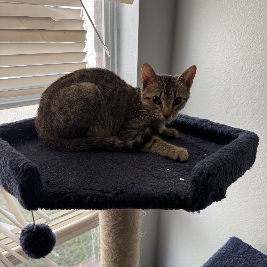 ROGUE - Domestic Short Hair available for adoption